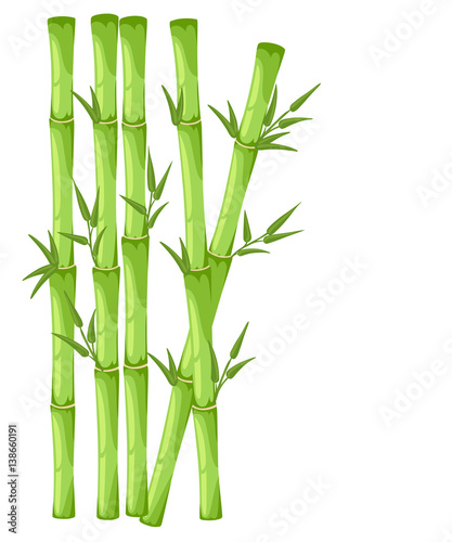 Bamboo with leaf vector illustration. Asian bambu zen plants background