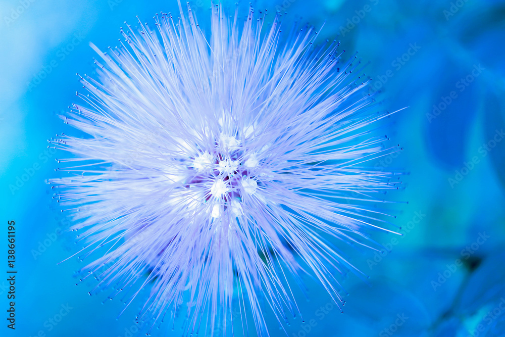 Fototapeta premium macro detail of blue fluorescent tropical flower in garden