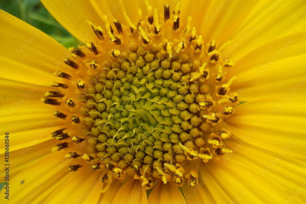 flower sunflowers flower sunflowers