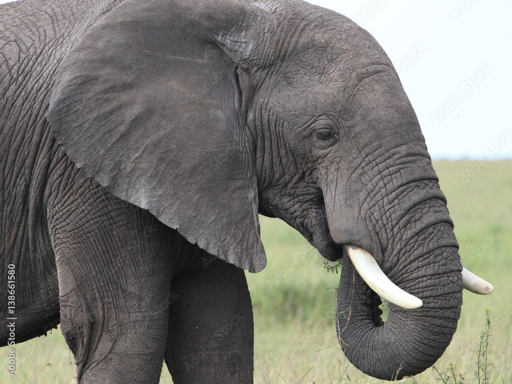 Naklejka premium African elephant