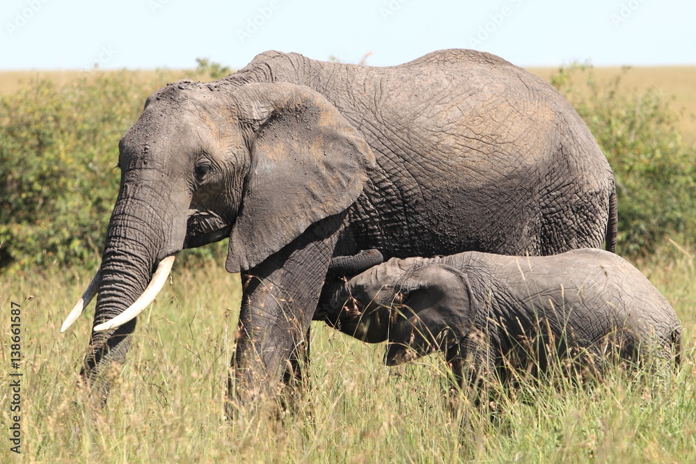 African elephants