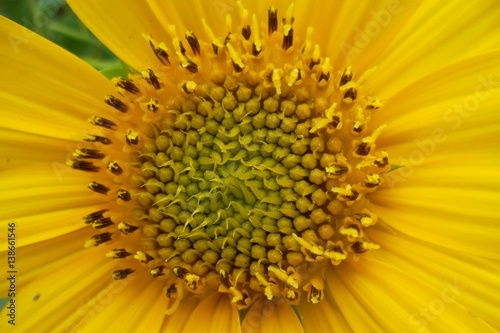 flower sunflowers
