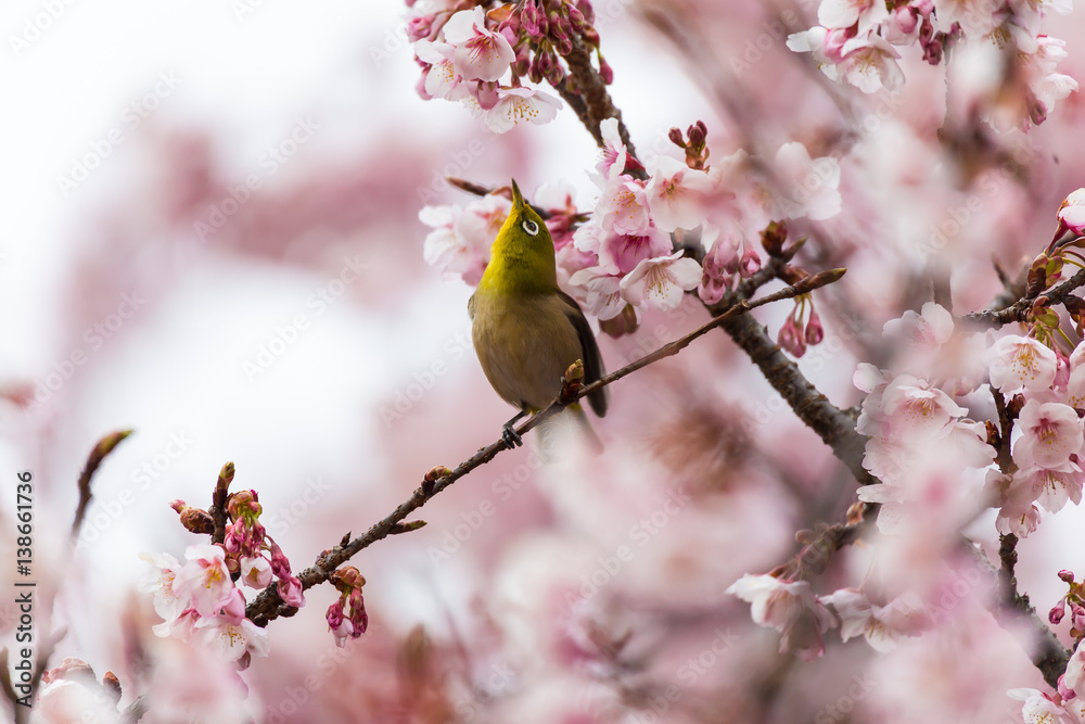The Japanese White eye.The background is winter cherry blossoms. Located in Tokyo Prefecture Japan. The Japanese White eye.The background is winter cherry blossoms. Located in Tokyo Prefecture Japan.