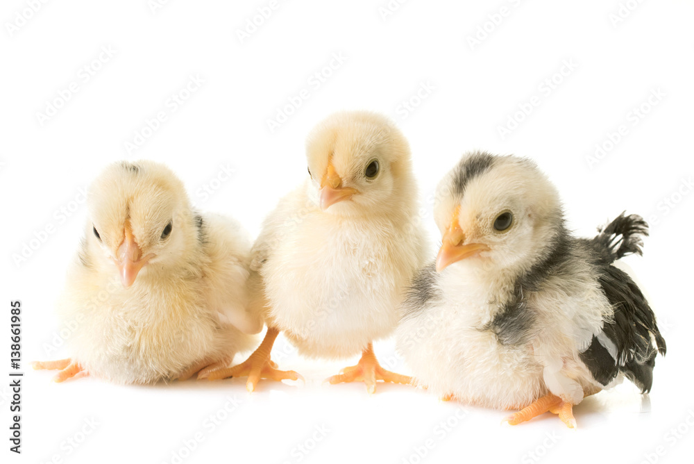 Fototapeta premium chick serama in studio