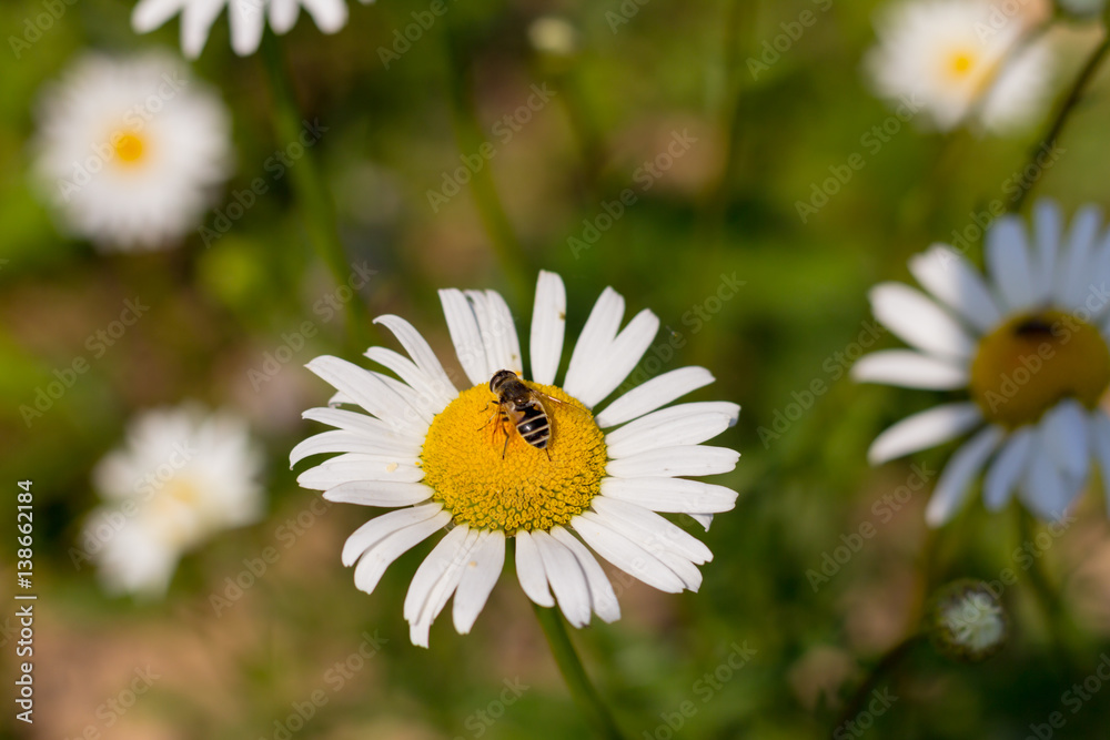 drinking nectar bee sits on a white daisy in the spring quiet day on the meadow closeup background Natures drinking nectar bee sits on a white daisy in the spring quiet day on the meadow closeup background Natures