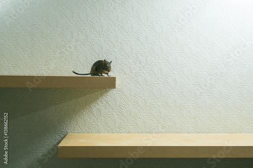rodent jumps on shelf
