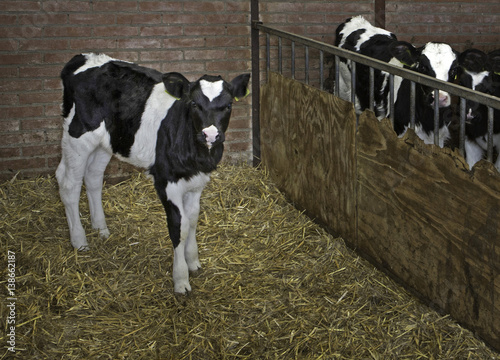 Calf photo