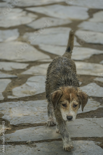 Fototapeta Naklejka Na Ścianę i Meble -  street dog