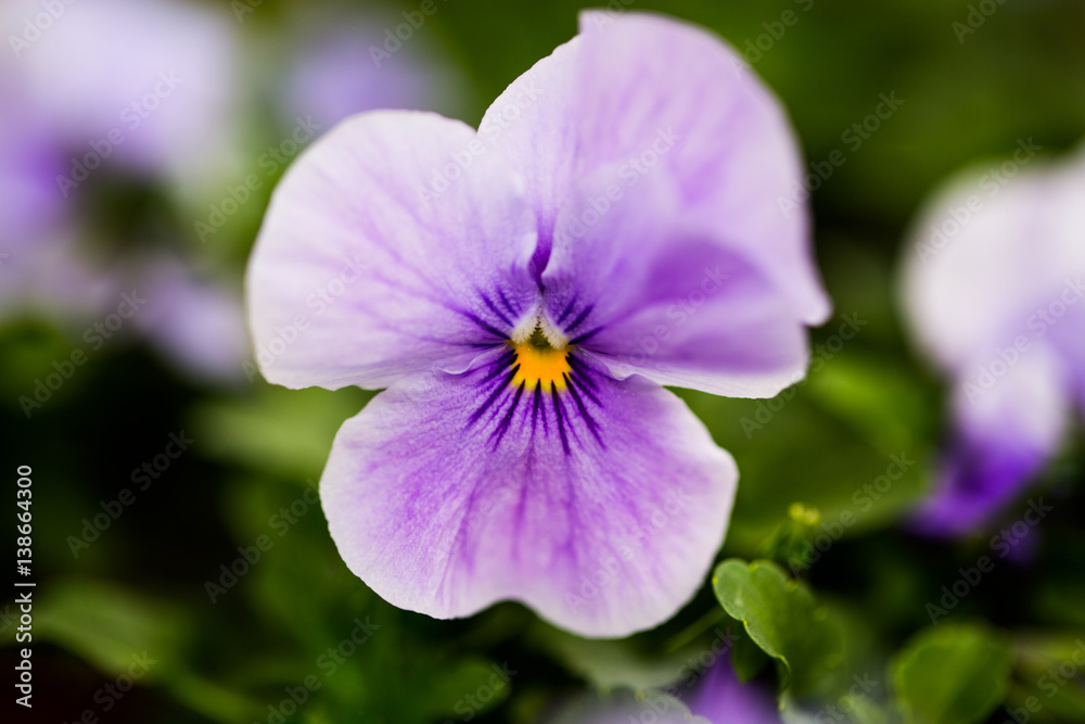 Hornveilchen in der Gartenzeit, Pflanzsaison, Frühling, Pflanzung, Samen Hornveilchen in der Gartenzeit, Pflanzsaison, Frühling, Pflanzung, Samen