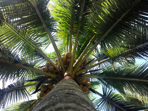 South Kerala Coconut trees photo