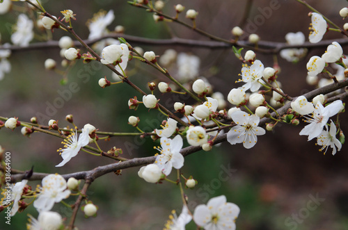 Flowering plum in the spring garden.
