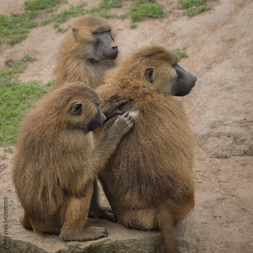 A group of three young baboons in a social gathering preening and grooming