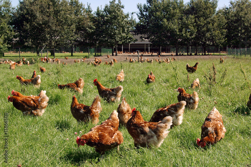 Free range chicken in pasture. Farming. Poultry. Netherlands. Chicken pecking in the grass. photo