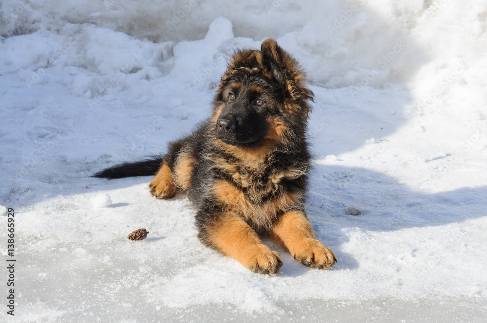 Naklejka premium Cute three-month puppy of purebred german shepherd dog looks attentively aside