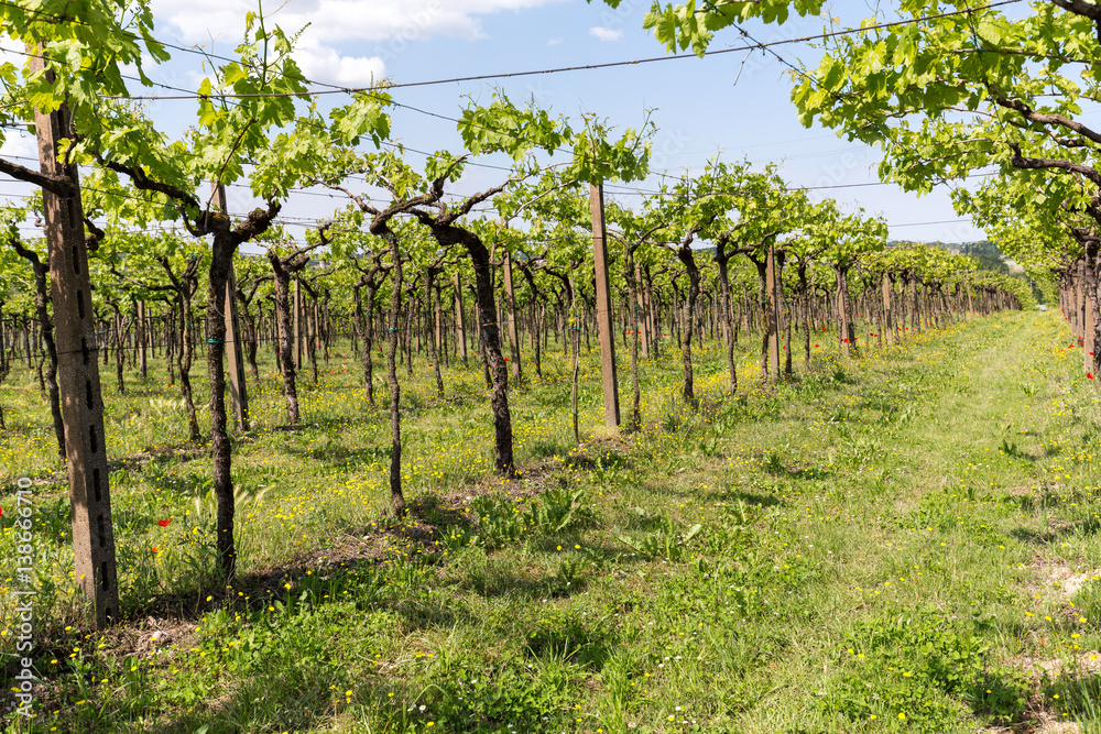 Vineyards in the Valpolicella region in Italy