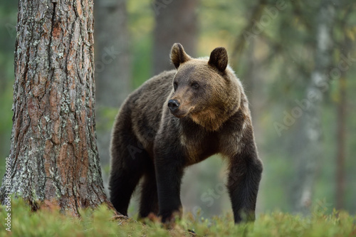 Brown bear (ursus arctos) in a forest. Grizzly in a forest.