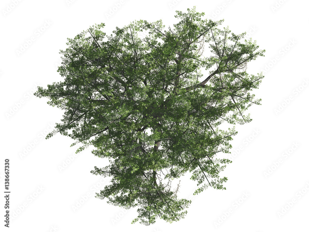 Obraz premium Green tree isolated on white background, top view, 3 d render