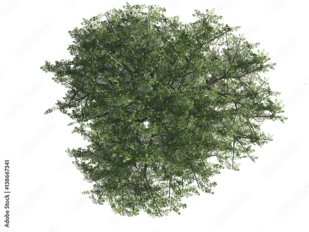 Obraz premium Green tree isolated on white background, top view, 3 d render