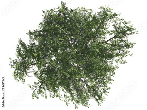 Green tree isolated on white background, top view, 3 d render