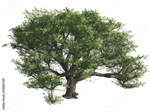 Green tree isolated on white background, 3 d render