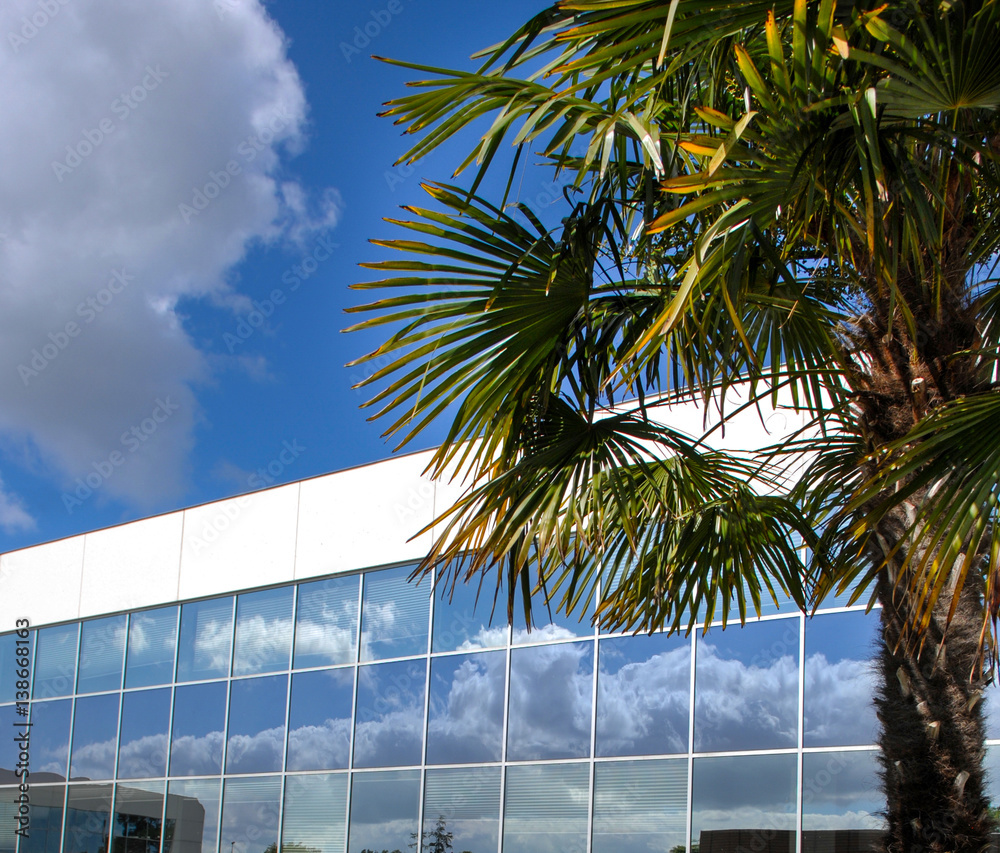 Fototapeta premium Business, Cityscape-Office-Palm, on blue sky
