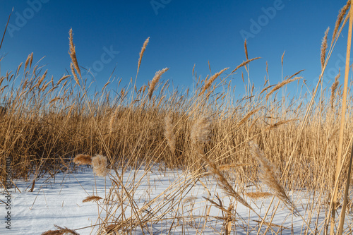 Seedy reed stalks