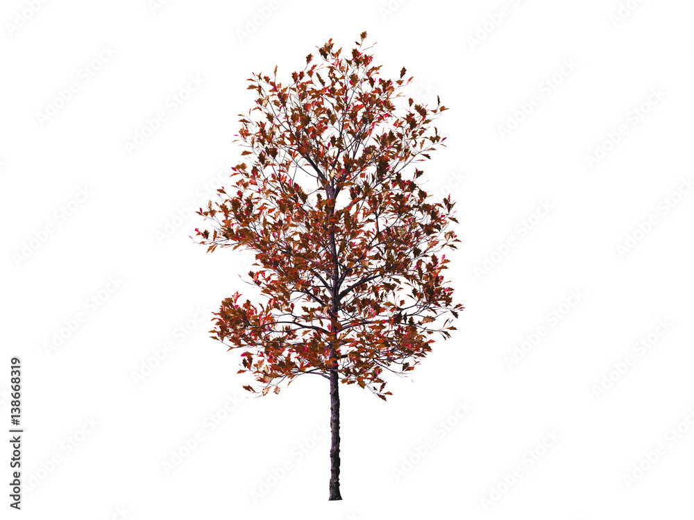 Fototapeta premium Red tree isolated on white background, 3 d render