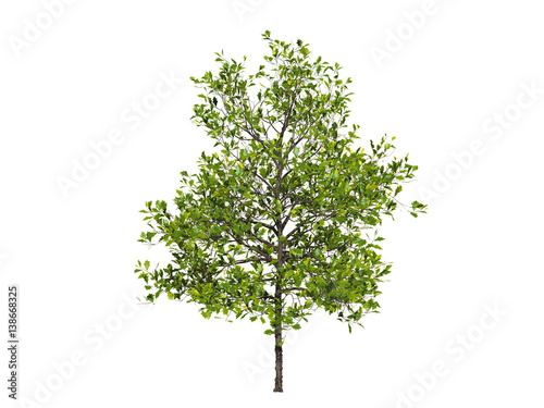 Green tree isolated on white background  3 d render