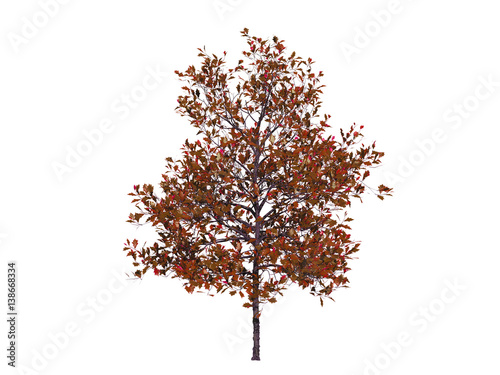 Red tree isolated on white background, 3 d render
