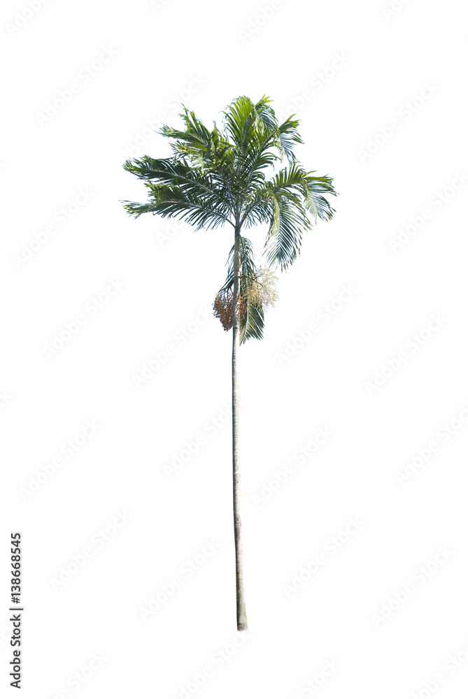 Betel palm tree isolated on white.
Betel palm tree isolated on white.