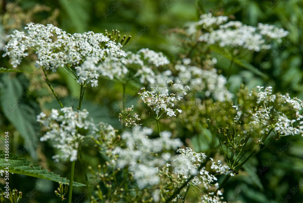 Blooming hemlock closeup with blurred background