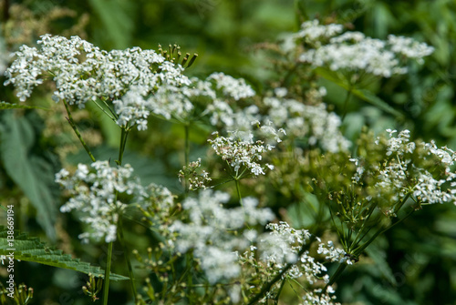Blooming hemlock closeup with blurred background photo