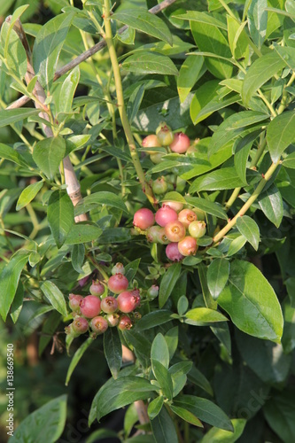 Vaccinium corymbosum Pink 16