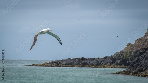 Albatros in Neuseeland Dunedin
