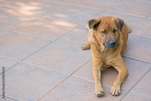 Homeless stray dog lying on tile floor and looking at someting . - brown dog on sidewalk