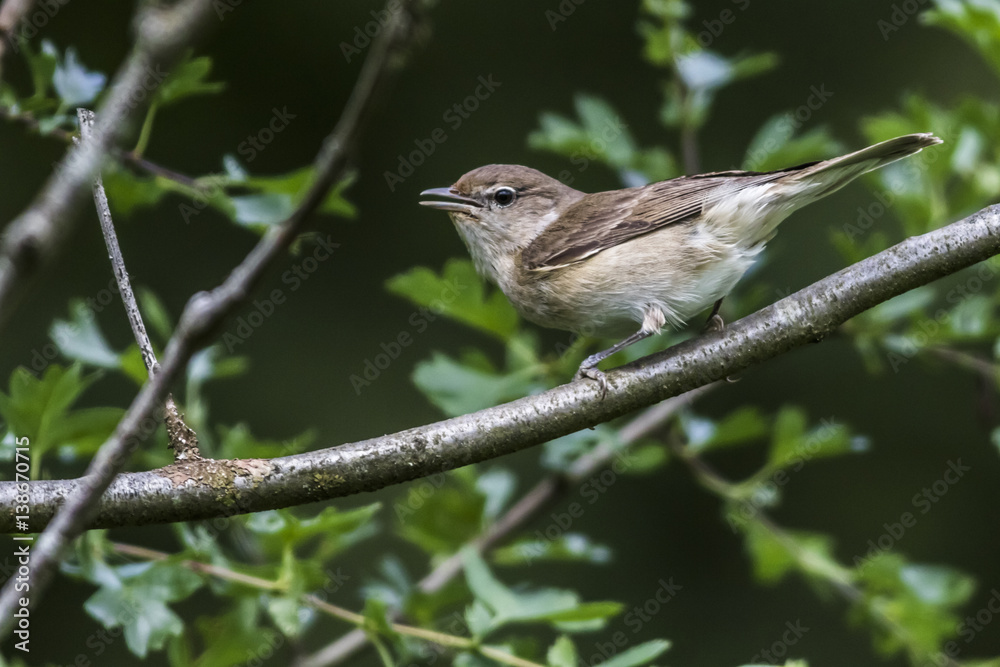 Naklejka premium Gartengrasmücke (Sylvia borin)