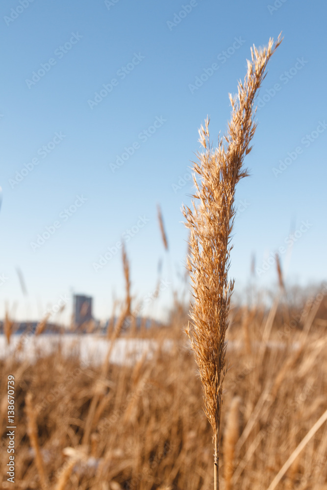 Fototapeta premium Seedy reed stalks