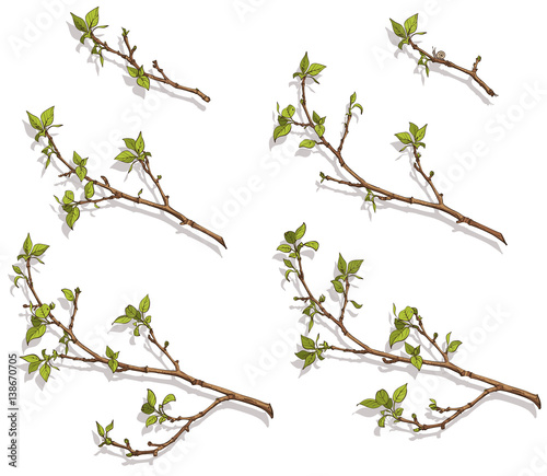 Color pattern of branches with leaves. Various sizes. You can use the shadows as silhouettes of branches. Vector illustration, isolated objects.