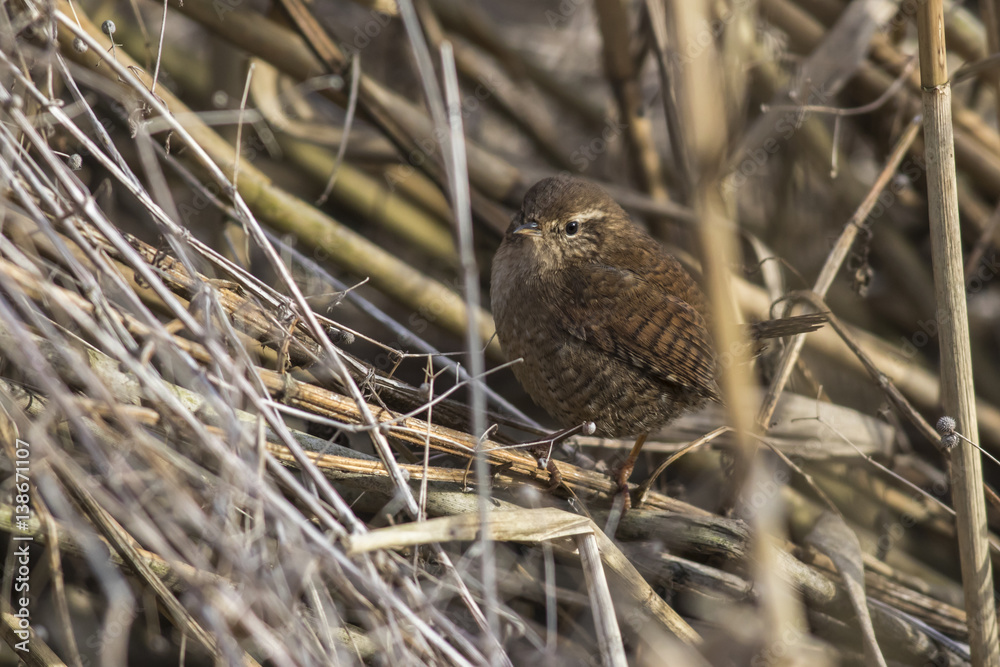 Zaunkönig (Troglodytes troglodytes)