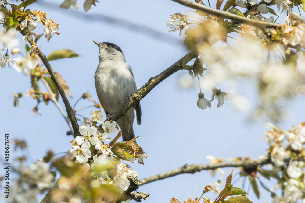 Mönchsgrasmücke (Sylvia atripacilla) Mönchsgrasmücke (Sylvia atripacilla)