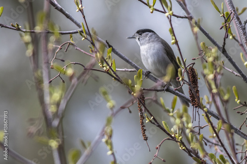 Mönchsgrasmücke (Sylvia atripacilla) © Rosemarie Kappler