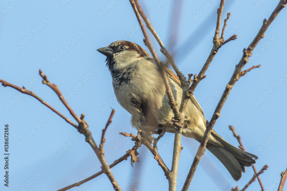 Fototapeta premium Haussperling (Passer domesticus)