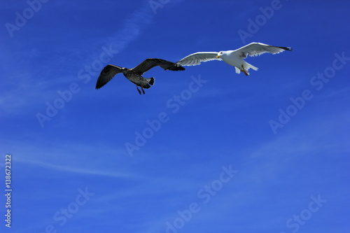 free seagulls