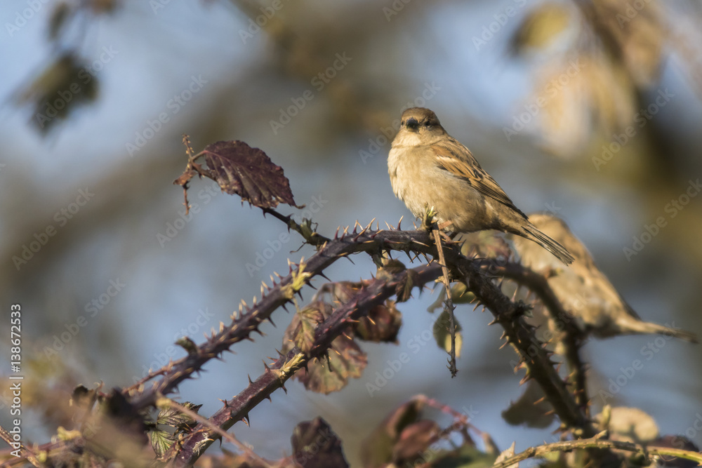Haussperling (Passer domesticus) Haussperling (Passer domesticus)