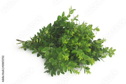 Myrtle isolated on white background