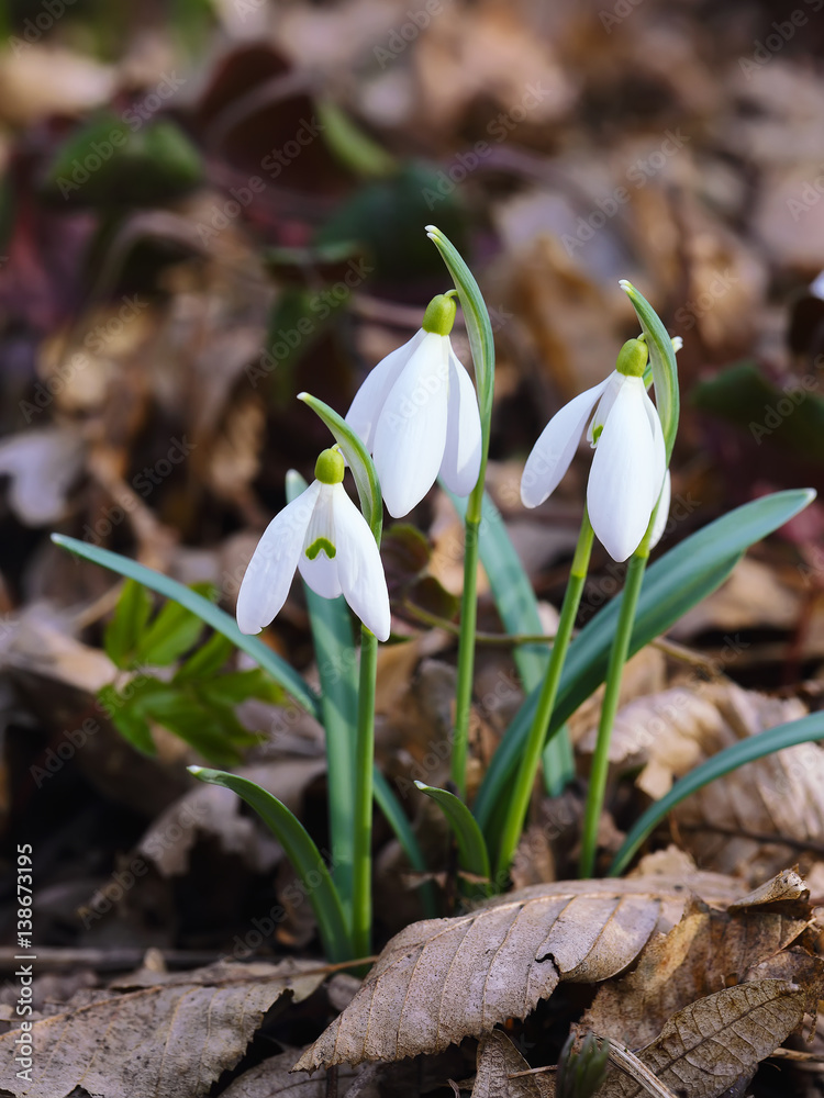 Spring snowdrop flowers blooming in sunny day Spring snowdrop flowers blooming in sunny day