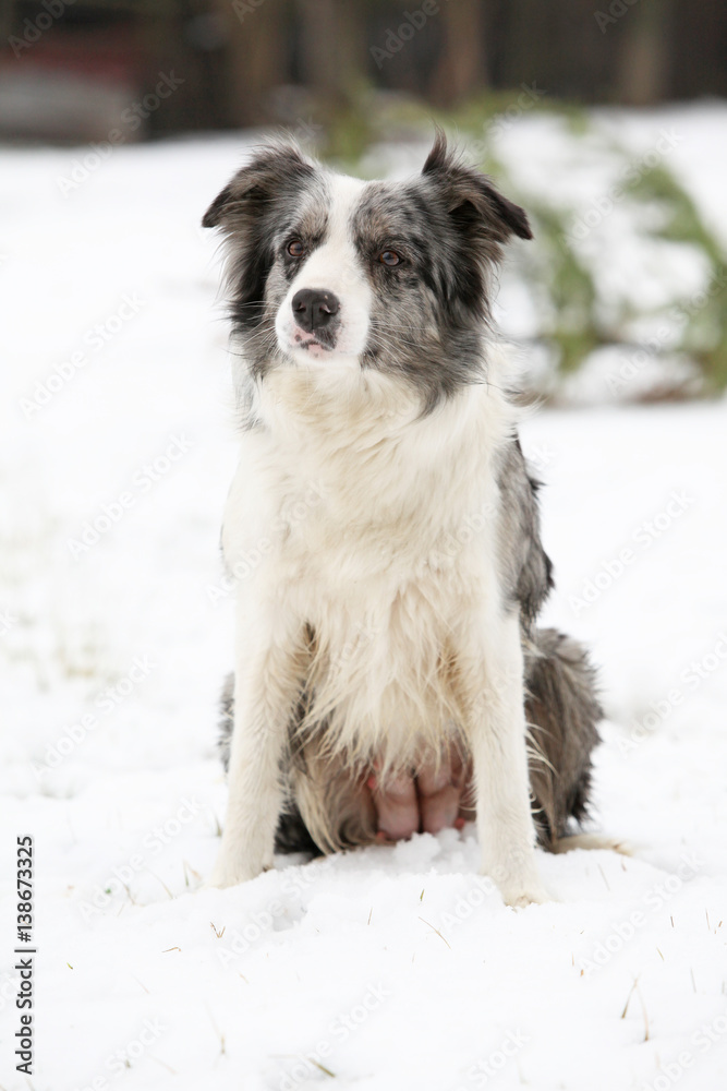 Border collie sitting Border collie sitting