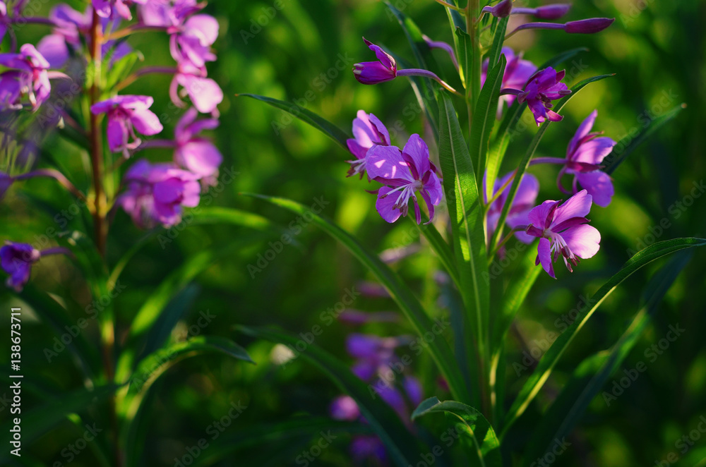 Willow-herb (Epilobium angustifolium) blossom in the meadow Willow-herb (Epilobium angustifolium) blossom in the meadow