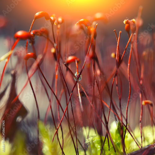 macro shot of some moss spores absorbing raindrops