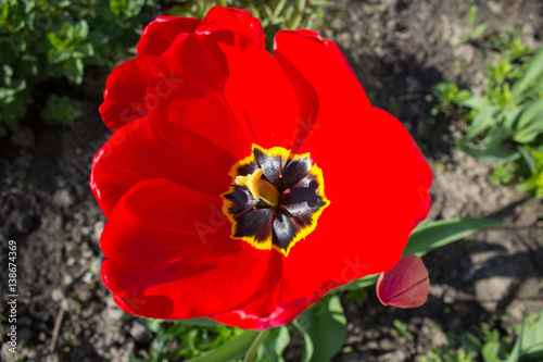 red tulip from above